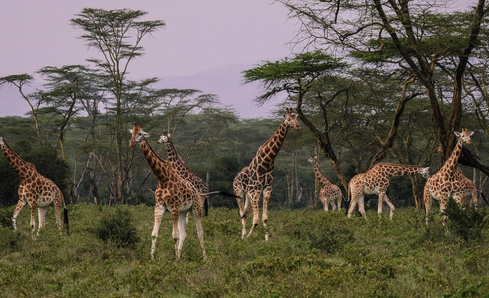 Kenya