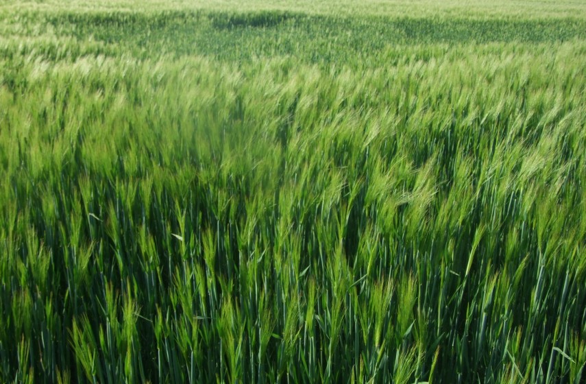 Agricultura