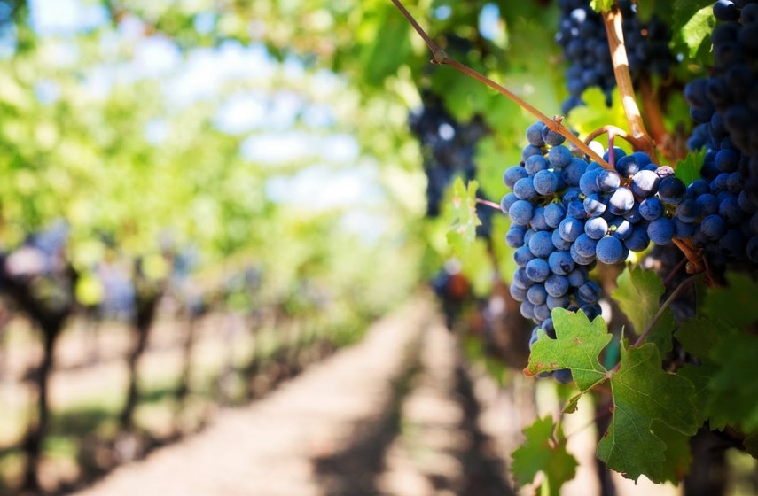 Viticulture - Œnologie